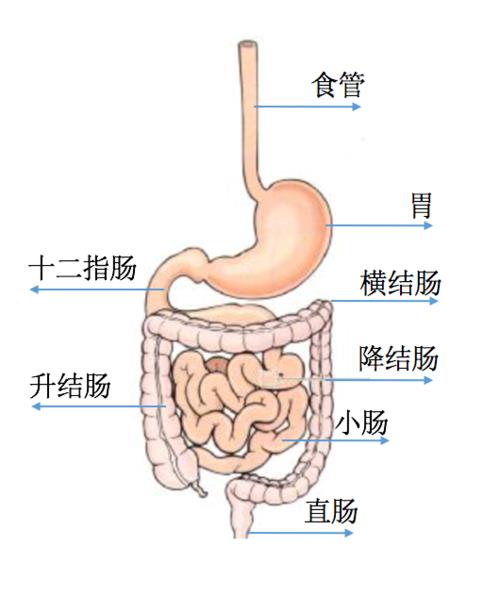 轻度溃疡性结肠炎治疗
