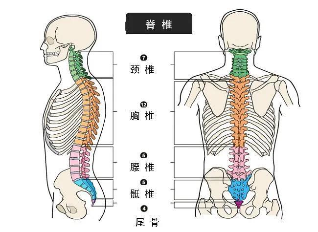 强直性脊柱炎怎样防止胸椎受累
