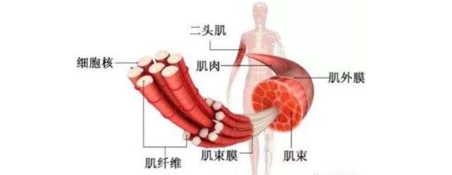 杜氏肌营养不良症