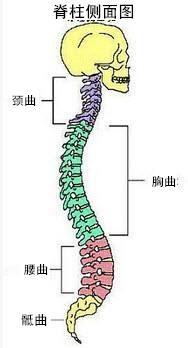 强直性脊柱炎和骨头有关系吗