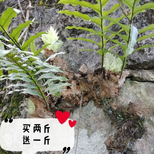 岩姜治疗强直性脊柱炎