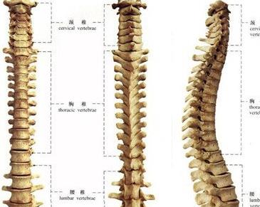 强直性脊柱炎与双相障碍的关联