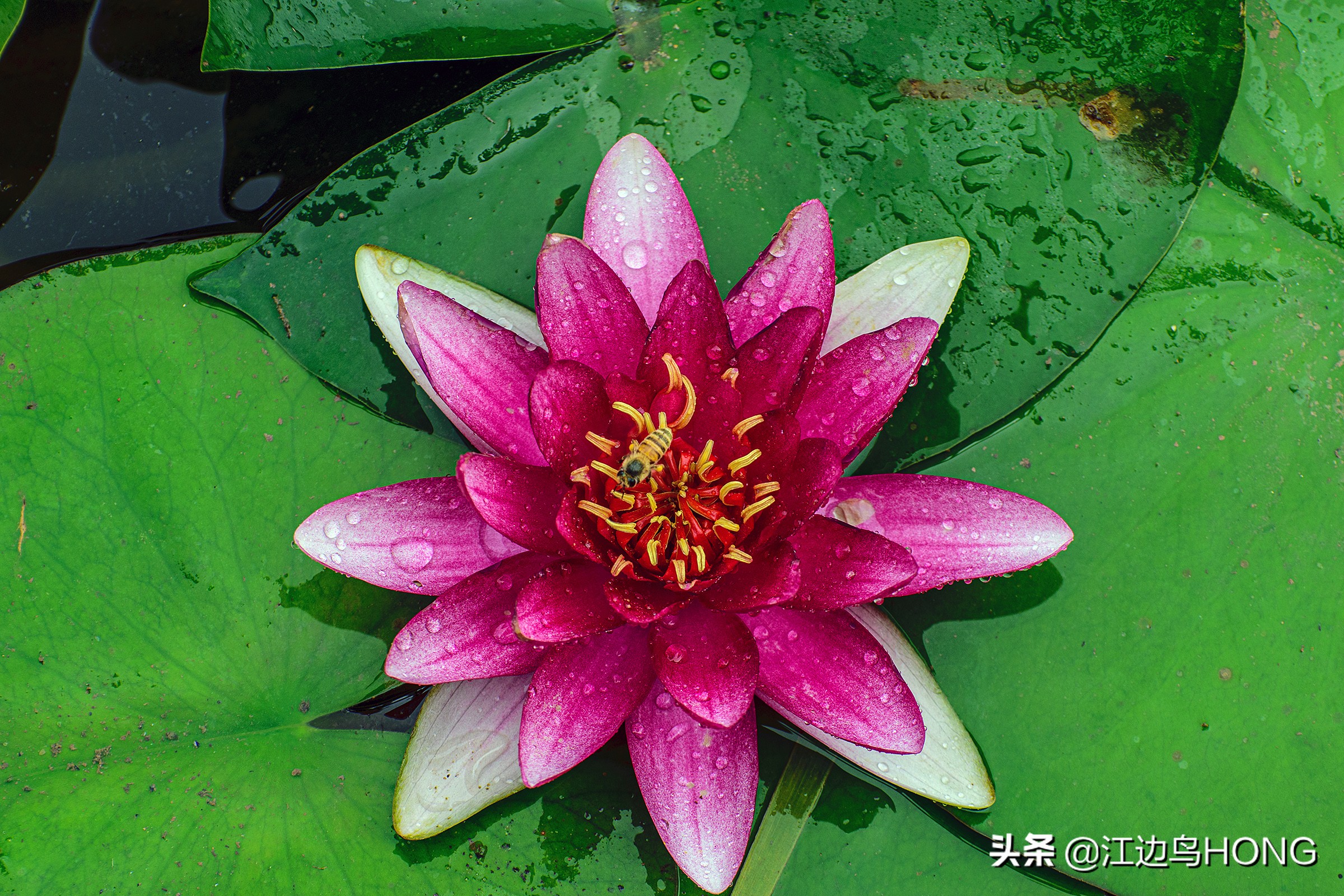 究竟有没有蓝莲花
