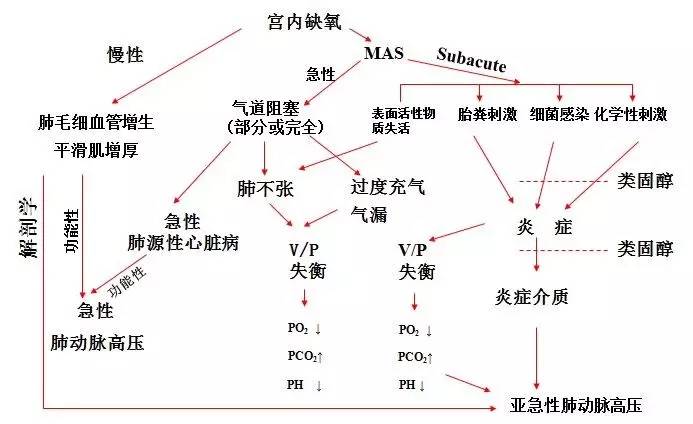 何少茹:胎粪吸入综合征发病机制和治疗现状
