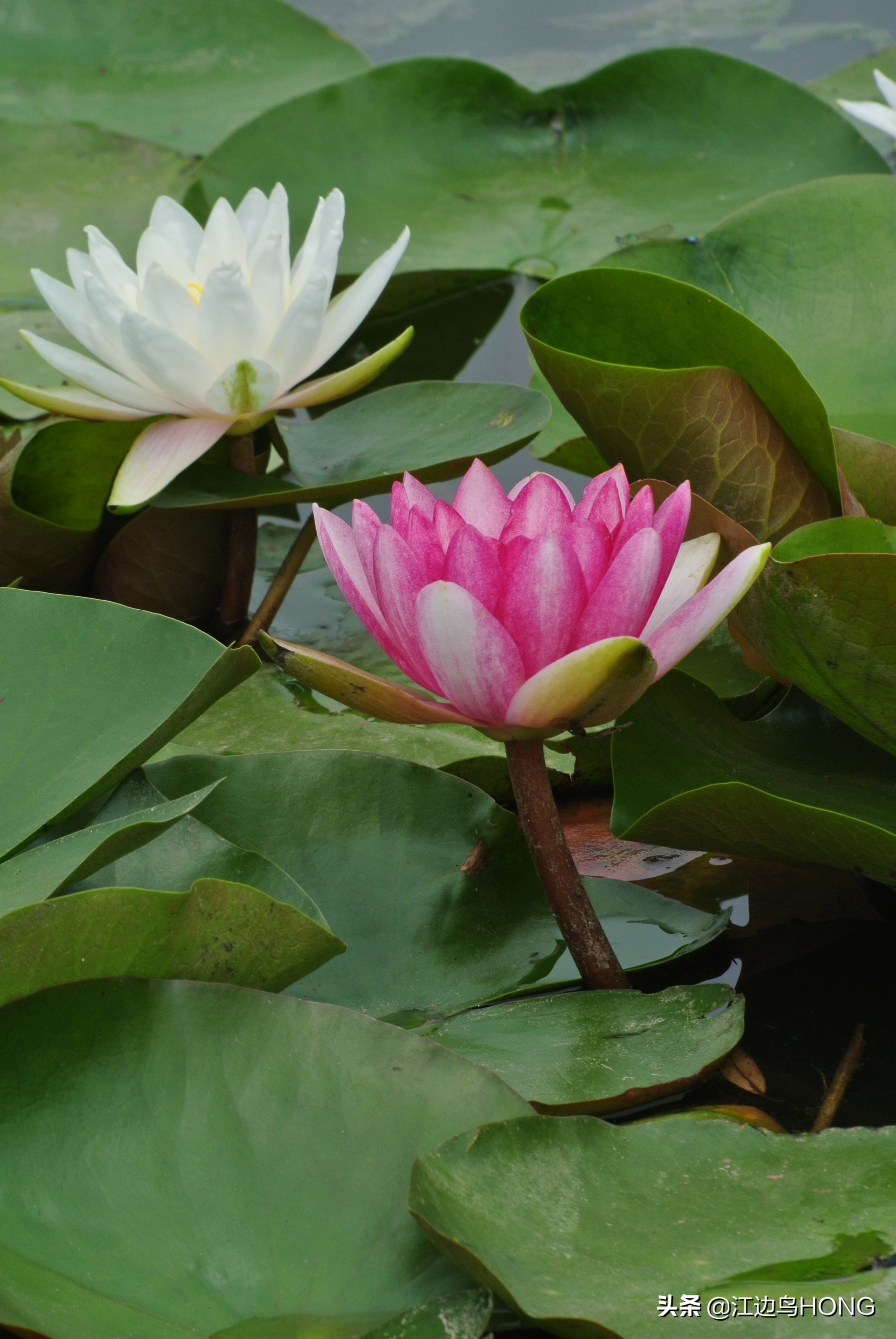 究竟有没有蓝莲花