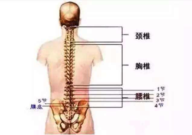 强直性脊柱炎是一种风湿病吗
