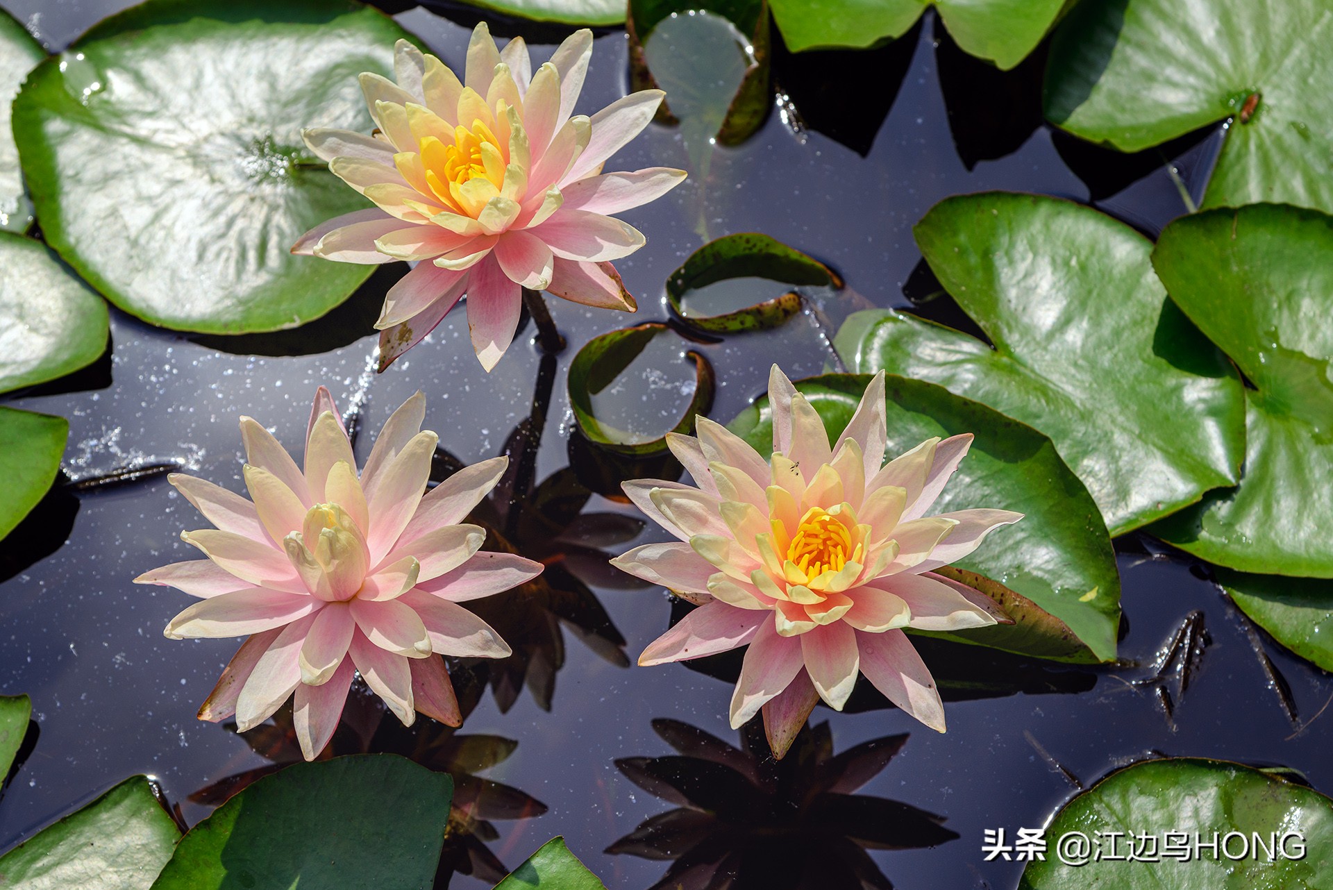 究竟有没有蓝莲花