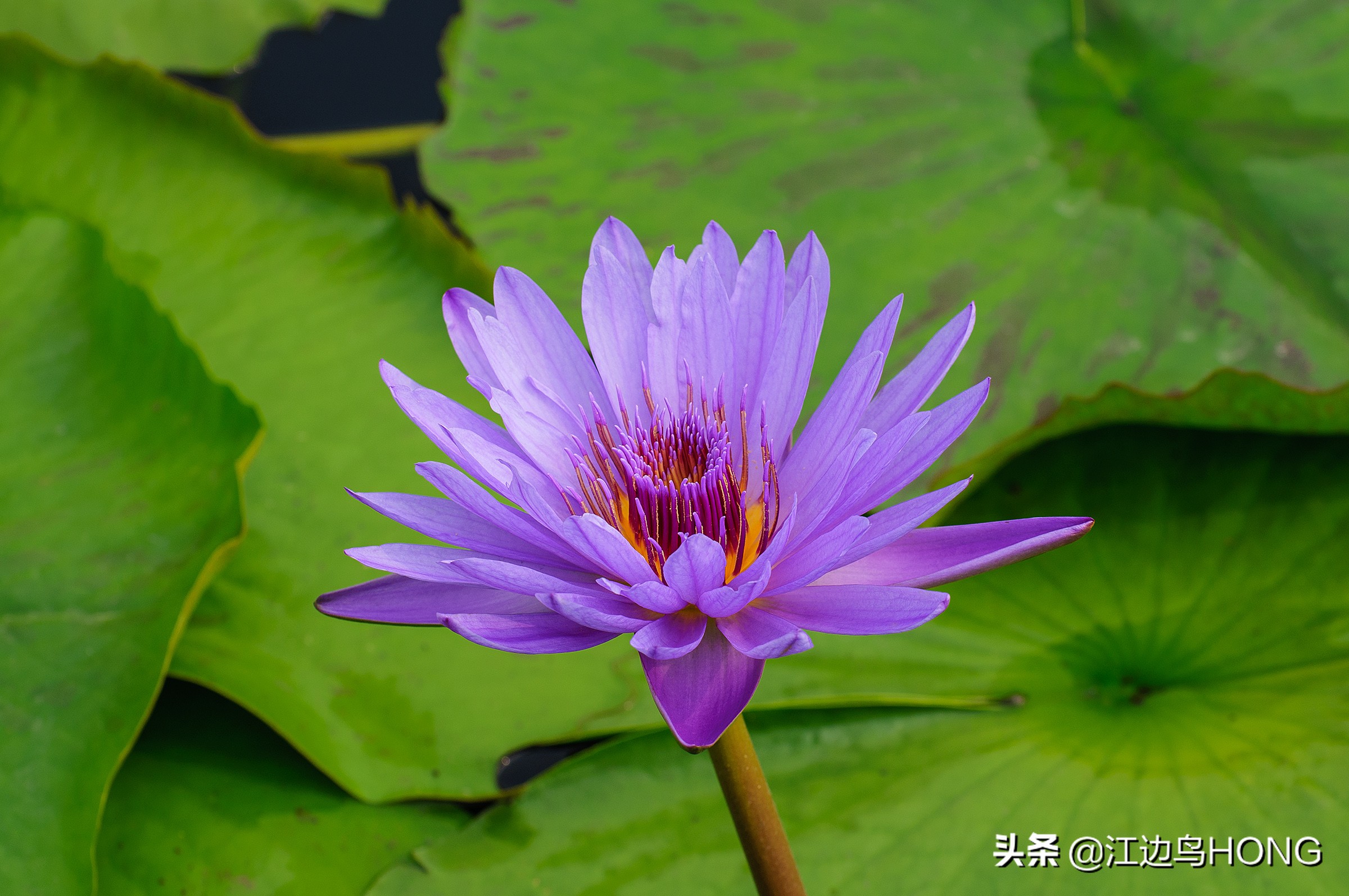 究竟有没有蓝莲花