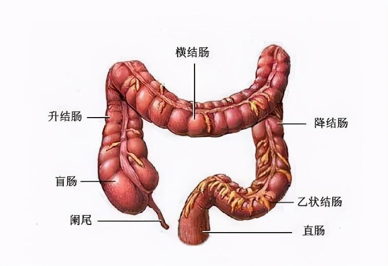 溃疡性结肠炎吃159