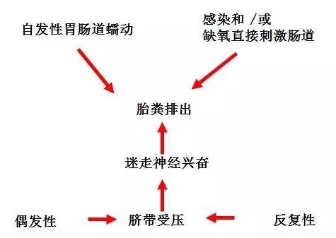 何少茹:胎粪吸入综合征发病机制和治疗现状