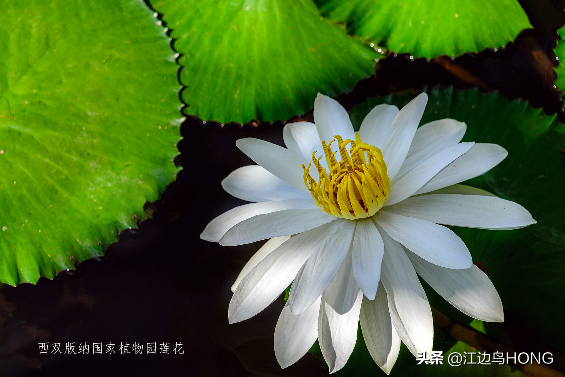 究竟有没有蓝莲花