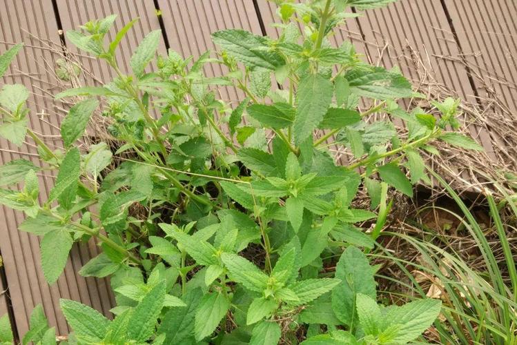 溃疡性结肠炎能喝蛤蟆草水吗
