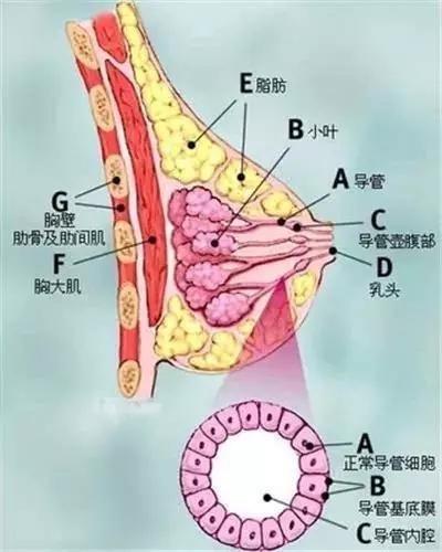 乳腺癌