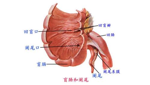溃疡性结肠炎患病率