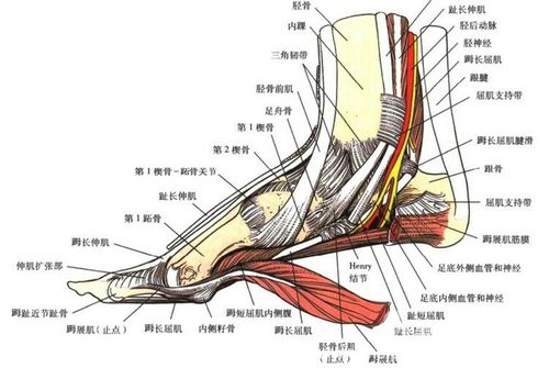 小儿强直性脊柱炎踝关节积液