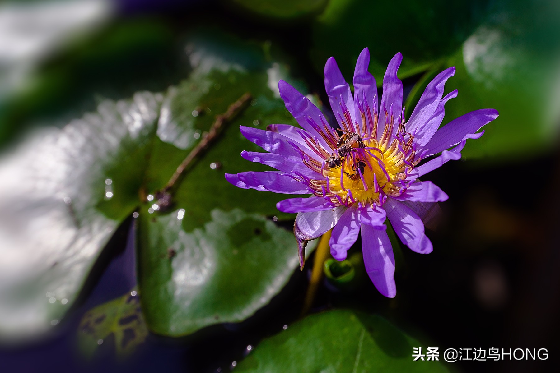 究竟有没有蓝莲花