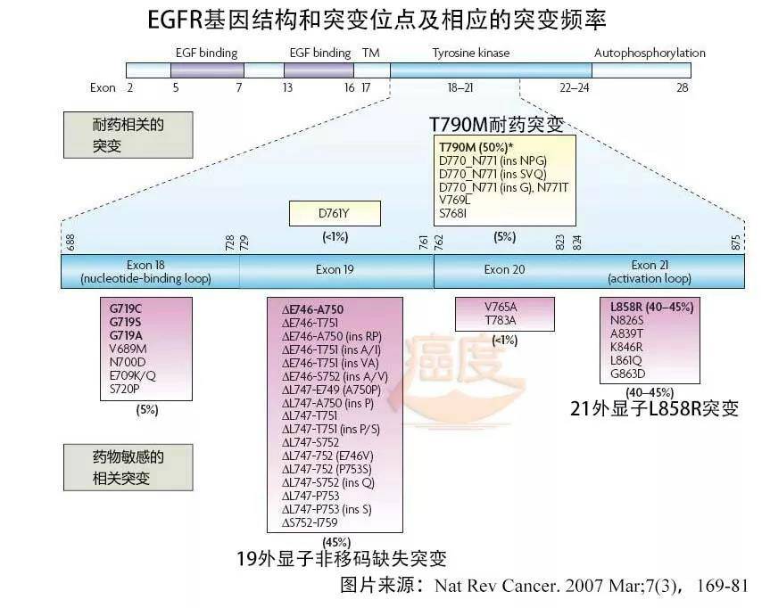 EGFR-.最终OS分析背景和更新结果：奥希替尼+吉非替尼