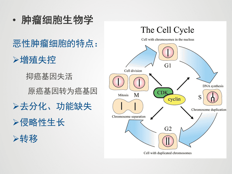 中国晚期RCC靶向治疗新时代的药物结构和命名