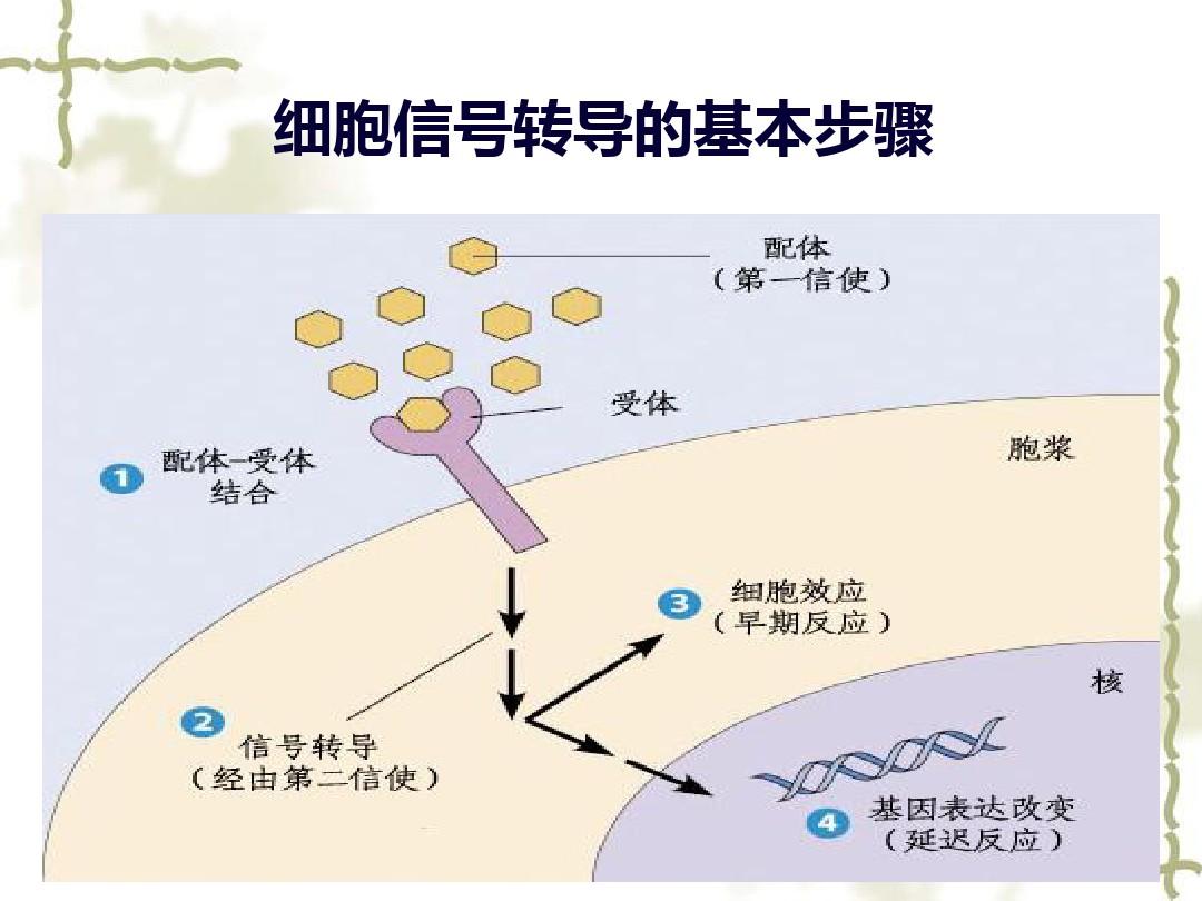 索拉非尼 耐药时间_索拉菲尼耐药_索拉非尼的耐药性