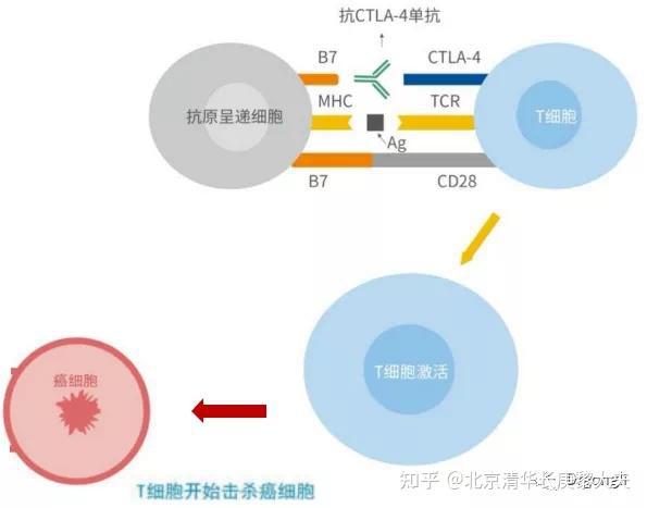 肺癌贝伐单抗临床试验_贝伐单抗 肺癌_贝伐珠单抗 肺癌