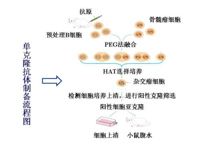 贝伐珠单抗说明书_贝伐珠单抗靶向是啥_贝伐单抗肠癌适应症