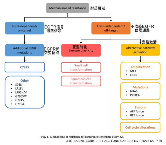 靶向药的问世，抗血管生成的靶向口服靶向药物