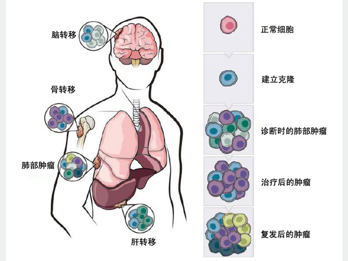 吉菲替尼副反应的处理_吉高由里子尼川元气_吉非替尼是egfr