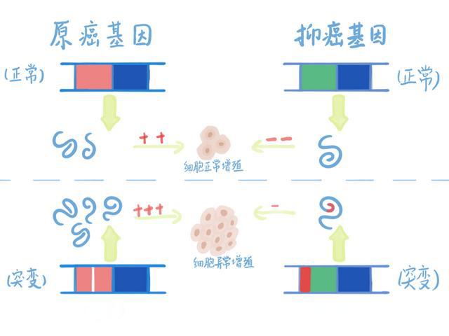 索拉非尼 裸鼠肝癌_肝癌靶向药索拉非尼_肝癌索拉非尼用基因检测吗