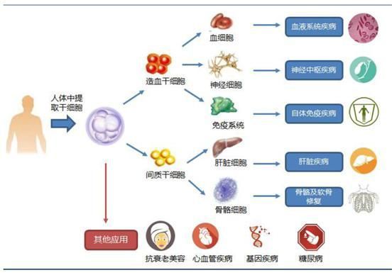 贝伐单抗肺癌_贝伐单抗多久有耐药性_贝伐珠单抗靶向是啥