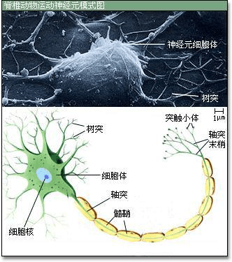 奥希替尼疗效怎么样_去哪买印度版奥希替尼_奥希替尼多少钱一盒