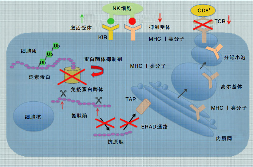 
黑色素瘤切除后患者中贝伐单抗辅助治疗能带来一定的生存获益