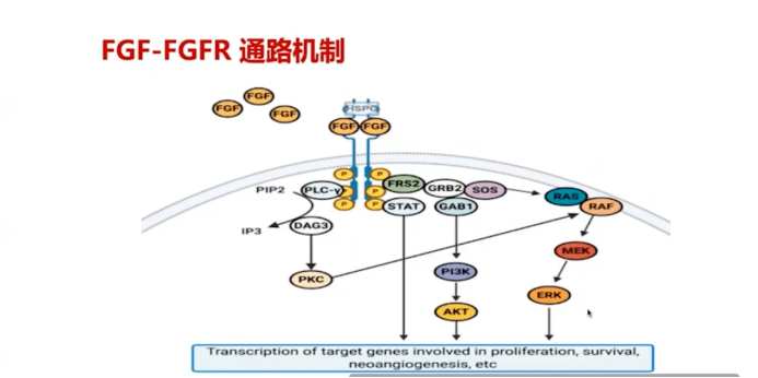 贝伐单抗耐药性_贝伐单抗治疗癌症吗_贝伐单抗-阿瓦斯汀大陆卖多少钱?