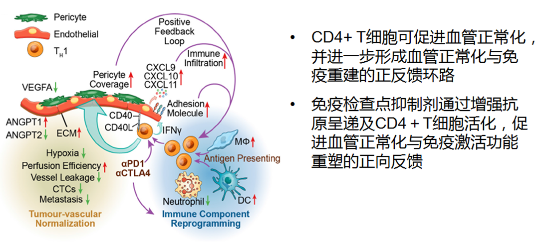 抗血管生成靶向药的治疗方案——一种叫抗血管