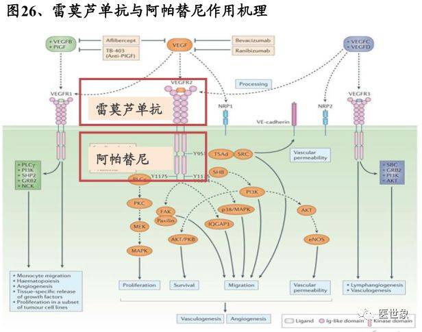 服用奥希替尼可以吃扑尔敏_奥斯替尼和奥希替尼_9291奥希替尼价格