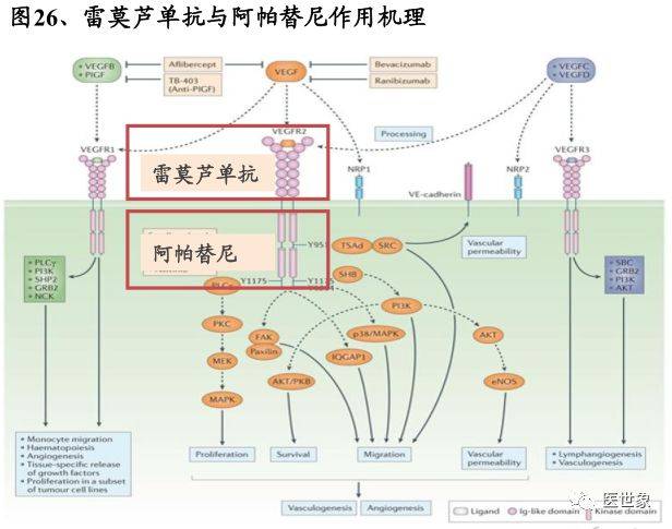 
第三代排兵布阵让EGFR突变阳性晚期或转移性非小细胞肺癌