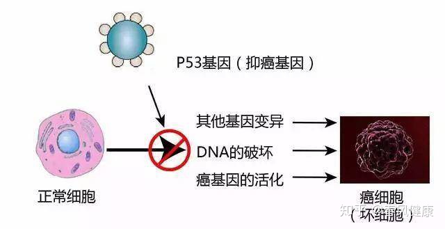 靶向药耐药扩散了_肺癌靶向药奥希替尼耐药时间多少_肺癌鳞癌的靶向药