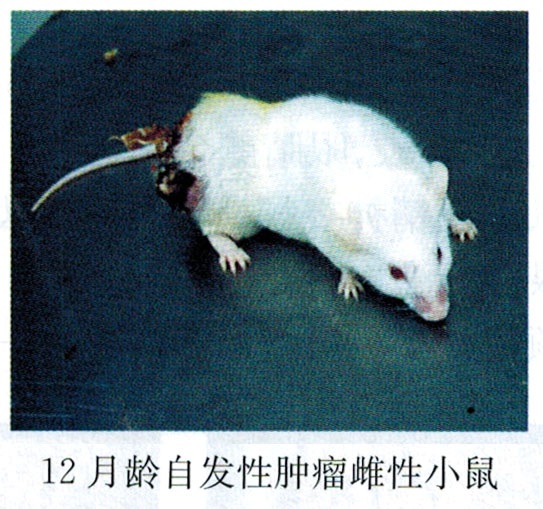 吉非替尼时辰给药荷瘤小鼠的药效学特点和方法