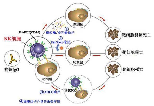 贝伐单抗对什么癌好_卵巢癌治疗用贝伐珠单抗报销吗_贝伐珠单抗是化疗药吗