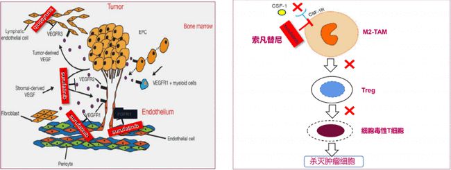 全球抗血管生成药的靶向治疗策略，值得收藏！