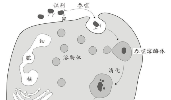 
罗氏PD-L1免疫联合疗法延长不可切除的肝细胞癌