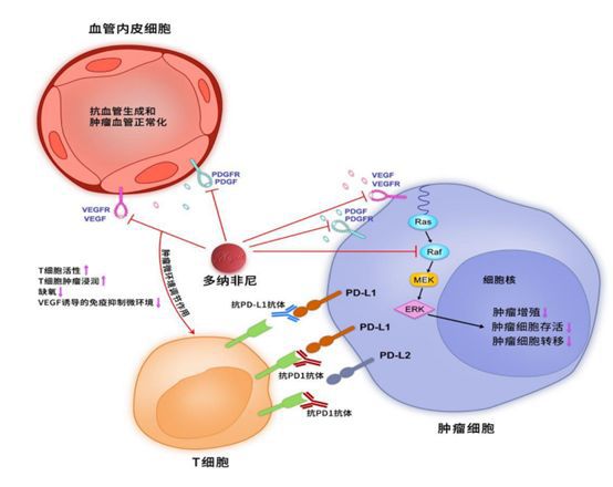 贝伐珠单抗在瑞士罗氏研发生产中的抗癌作用