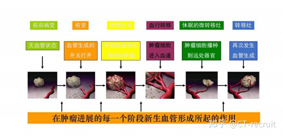 珠单抗及其他HER2靶向药物所诱发的心脏毒性