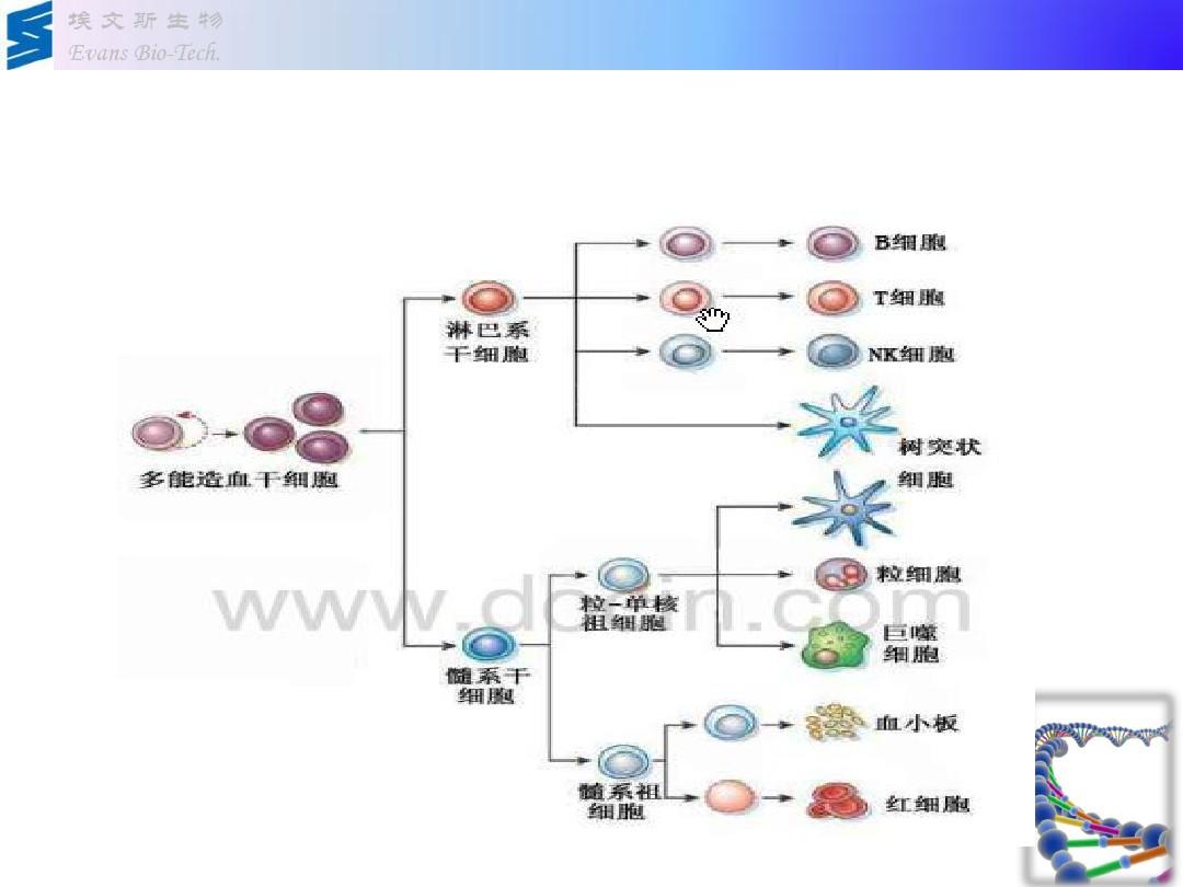 贝伐珠单抗_单纯化疗和贝伐单抗的区别_贝伐珠单抗靶向是啥
