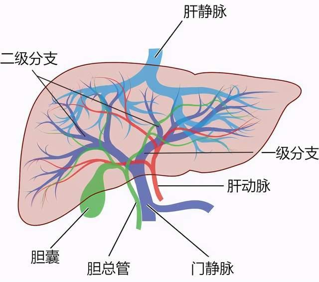 肝癌乐伐替尼和索拉非尼的区别有哪些？有什么区别