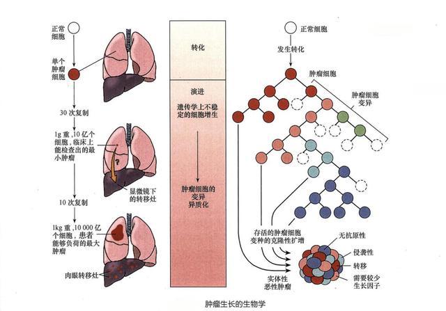 肝癌靶向药索拉非尼_索拉非尼治疗肝癌疗效_索拉非尼/治疗应用