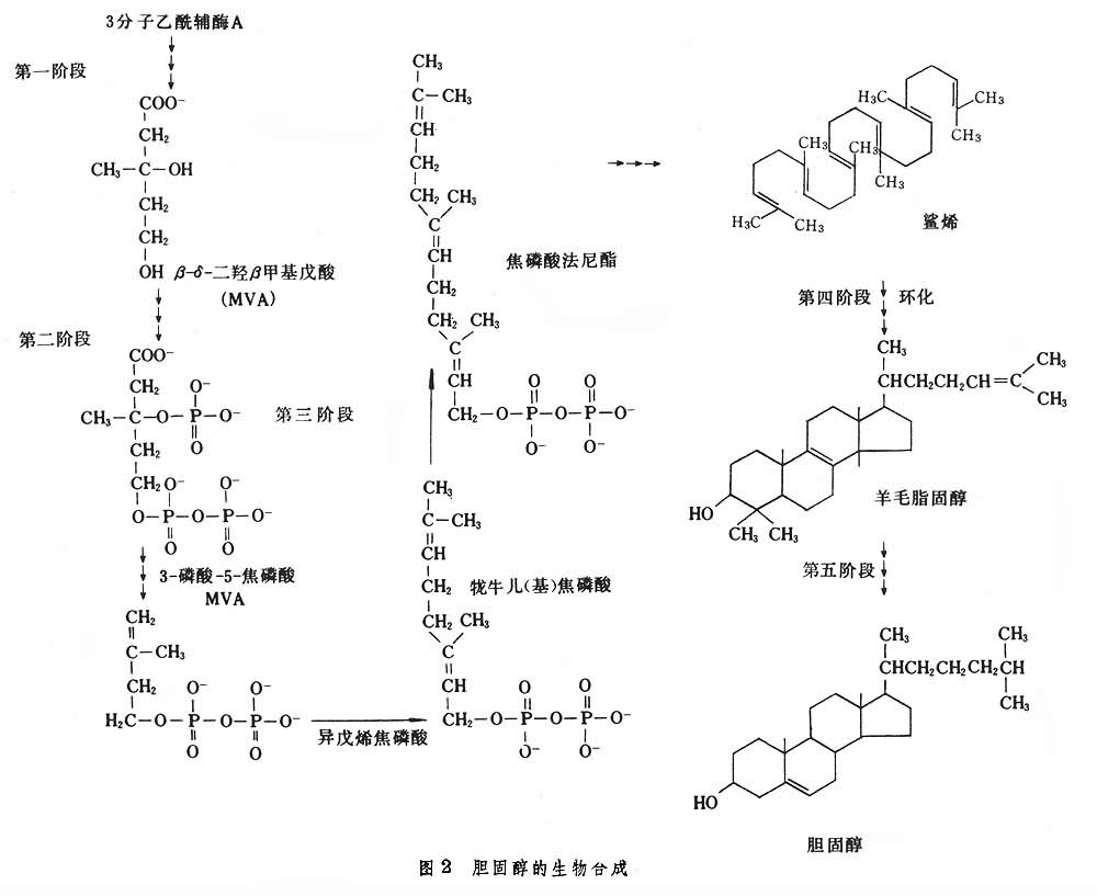 贝伐珠单抗不良反应_贝伐珠单抗赠药_贝伐珠单抗前使用护肝护胃