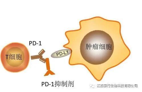 贝伐珠单抗是化疗吗_贝伐珠单抗靶向是啥_结肠癌贝伐珠单抗报销