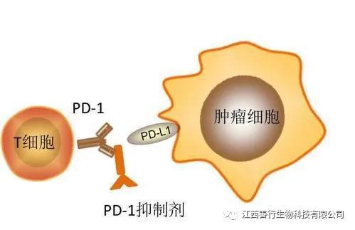 结肠癌靶向药医保可以报销吗?(2016年7月20日)
