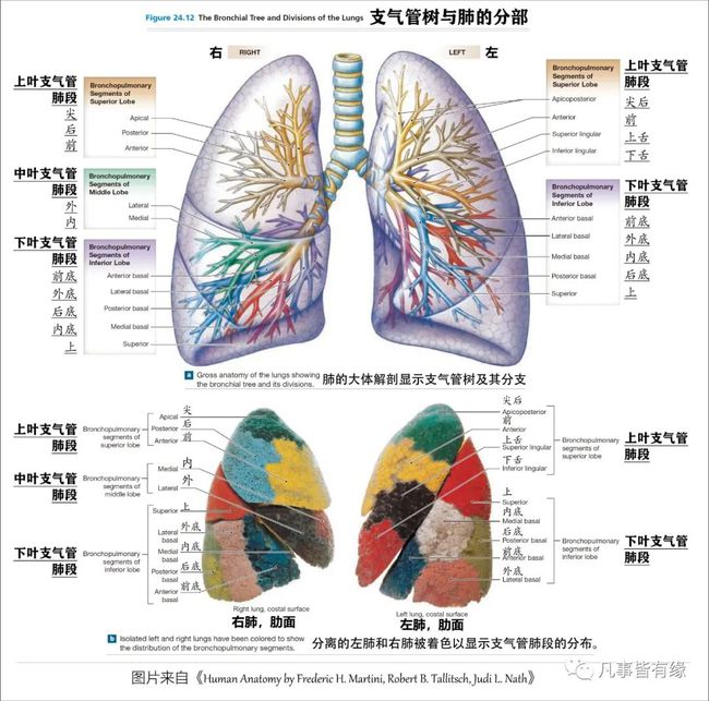 贝伐珠单抗是化疗药吗_贝伐珠单抗7.5_贝伐珠单抗是靶向药吗