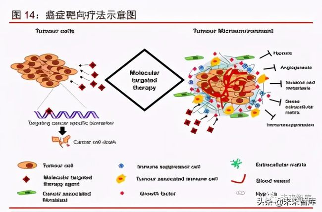 胃癌靶向药物阿帕替尼_宫颈癌靶向药物替尼_靶向药物索拉非尼耐药